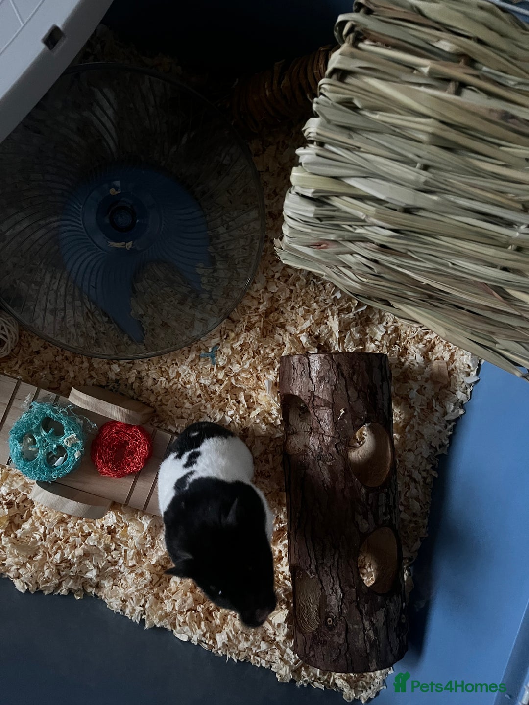 Hamster rodents for sale: Cute hamster needs forever home 🏠  - Advert 4