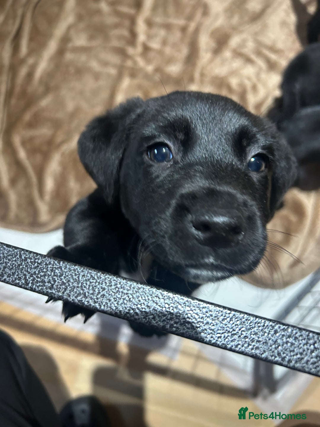 Mixed Breed dogs for sale: Gorgeous Kelpador puppies.  - Advert 11