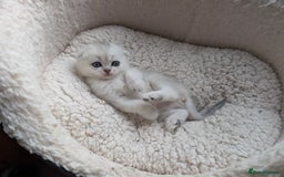 Scottish Fold cats for sale: 😻Scottish fold kittens😻 - Image 6