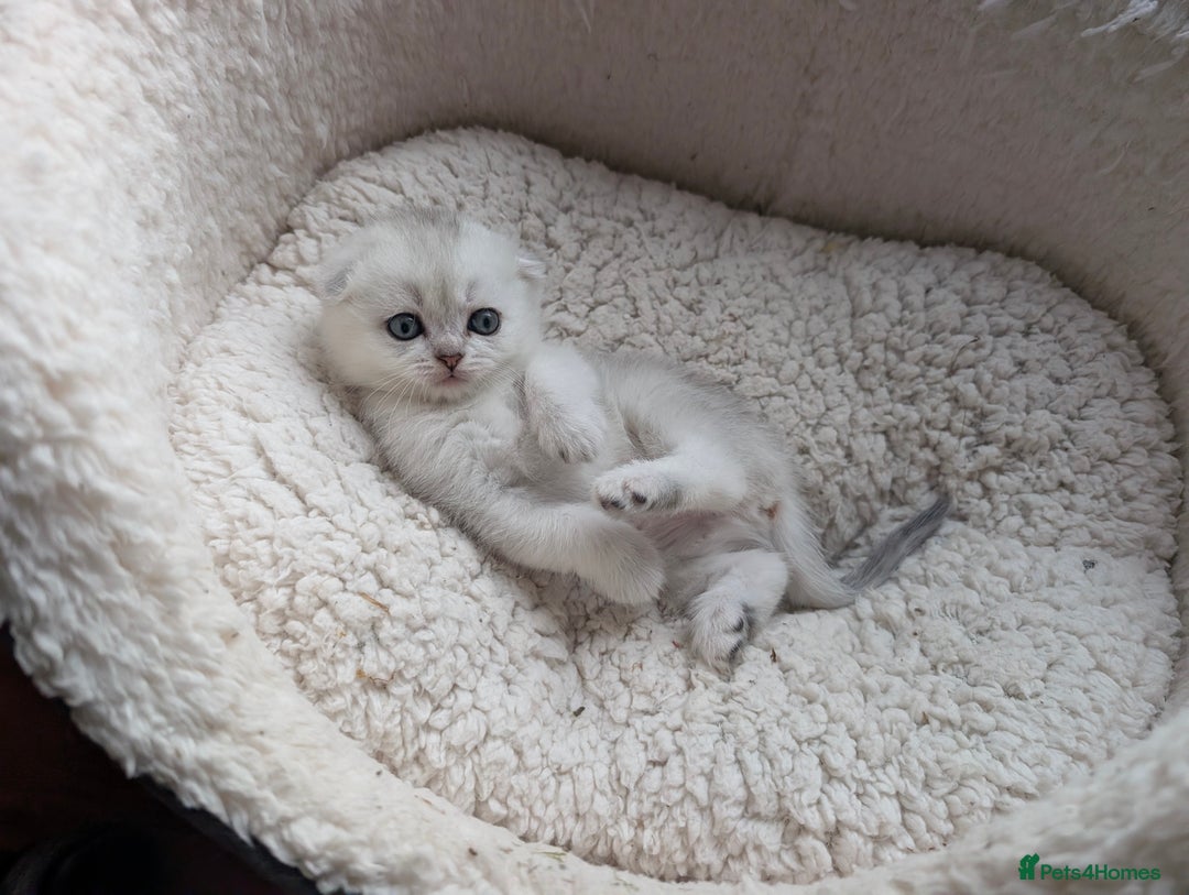 Scottish Fold cats for sale: 😻Scottish fold kittens😻 - Image 6