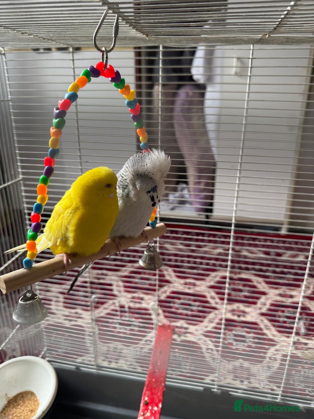 Budgerigars birds for sale: Yellow and Blue Budgerigars  - Image 3