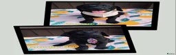 Labrador Retriever dogs for sale: 🐾 ONLY 2 BOYS LEFT – READY FOR FOREVER HOMES! ❤️ - Advert 8