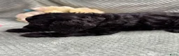Cavapoo dogs for sale: Beautiful Cavapoo puppies - Advert 20