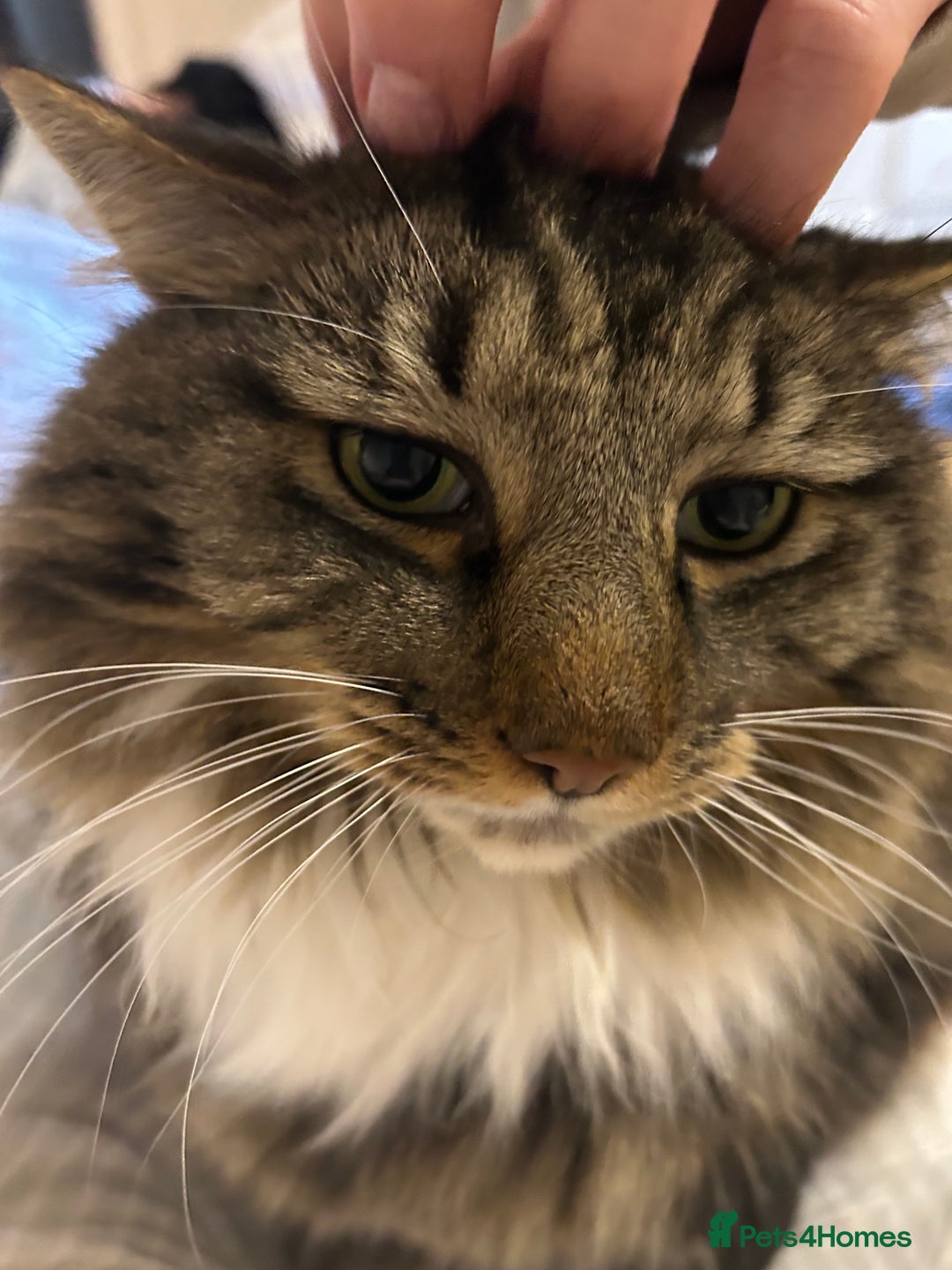 British Longhair cats for sale: Incredibly Beautiful British Longhair Male Cat - Advert 24