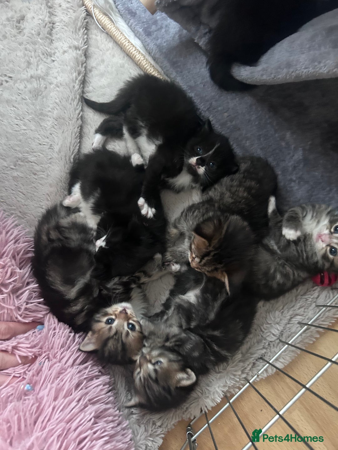 Bengal cats for sale: Bengal mixed kittens  - Image 9