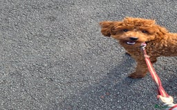 Miniature Poodle dogs for sale: STUNNING SOLID DARK RED FEMALE POODLE - Image 3