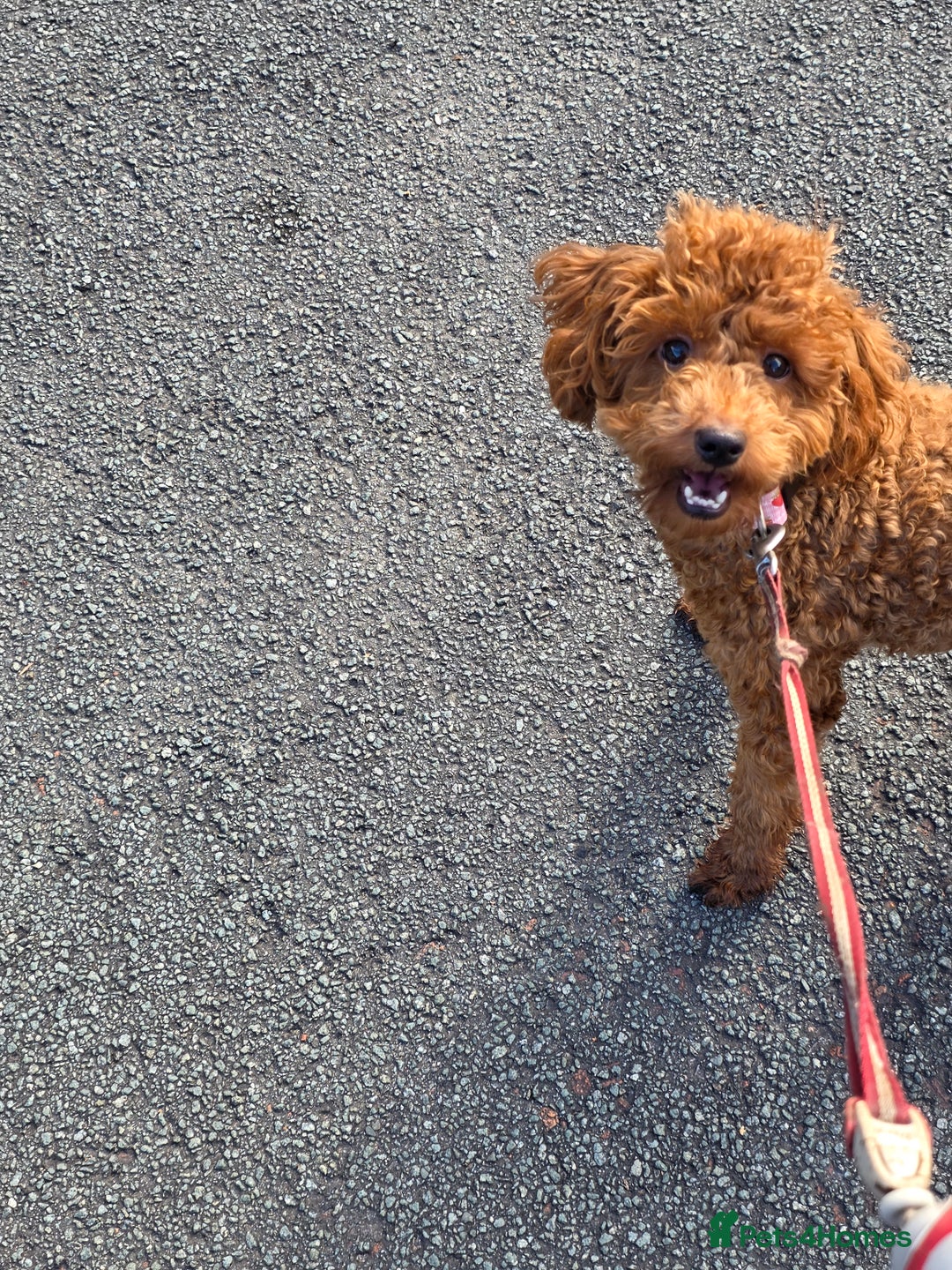 Miniature Poodle dogs for sale: STUNNING SOLID DARK RED FEMALE POODLE - Image 3