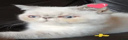 Exotic cats for sale: PEDIGREE GCCF PERSIAN EXOTIC BABIES - Advert 3