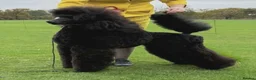 Standard Poodle dogs for sale: Beautiful litter of 7 KC standard poodle puppies - Advert 5