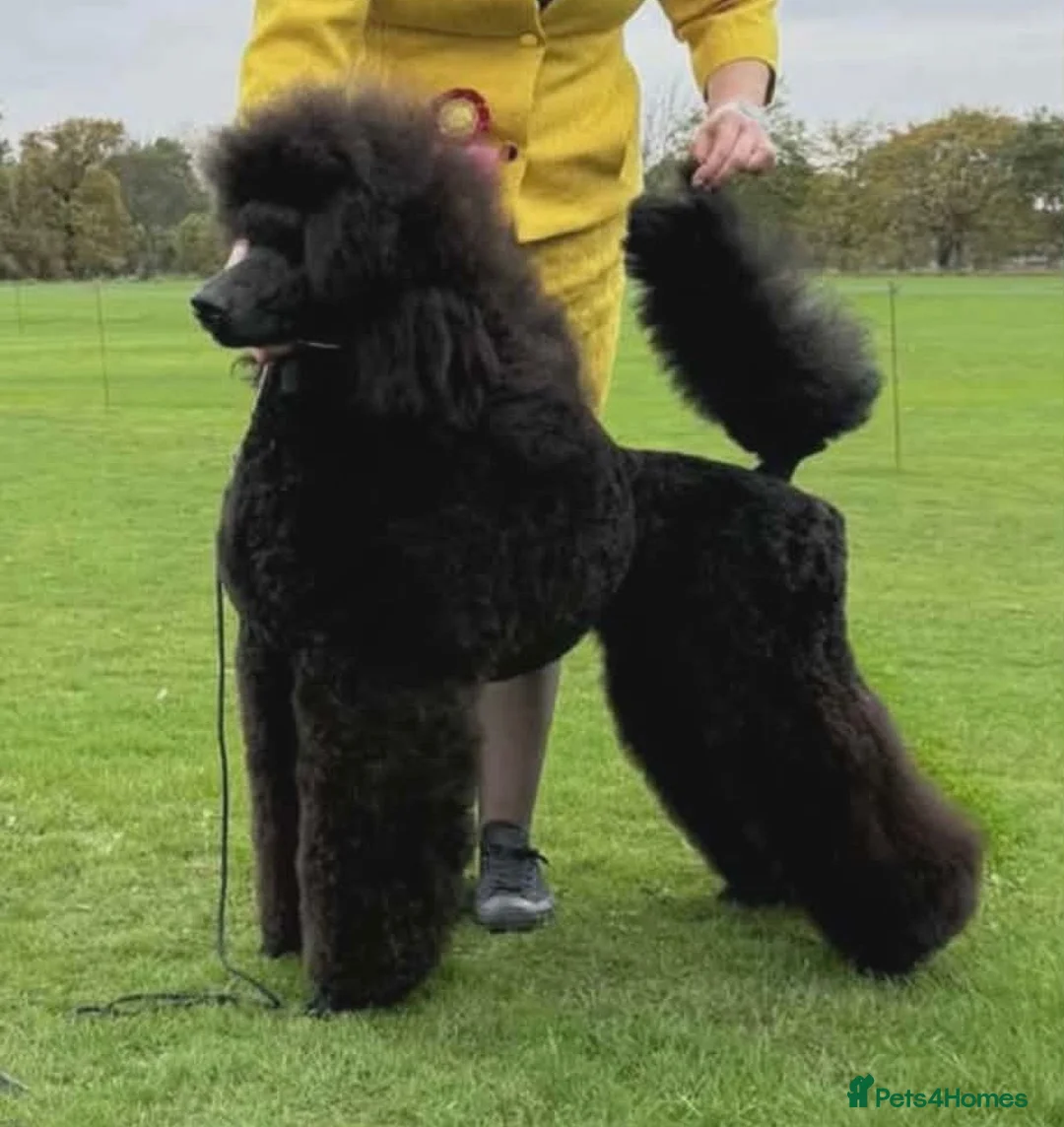 Standard Poodle dogs for sale: Beautiful litter of 7 KC standard poodle puppies - Advert 5