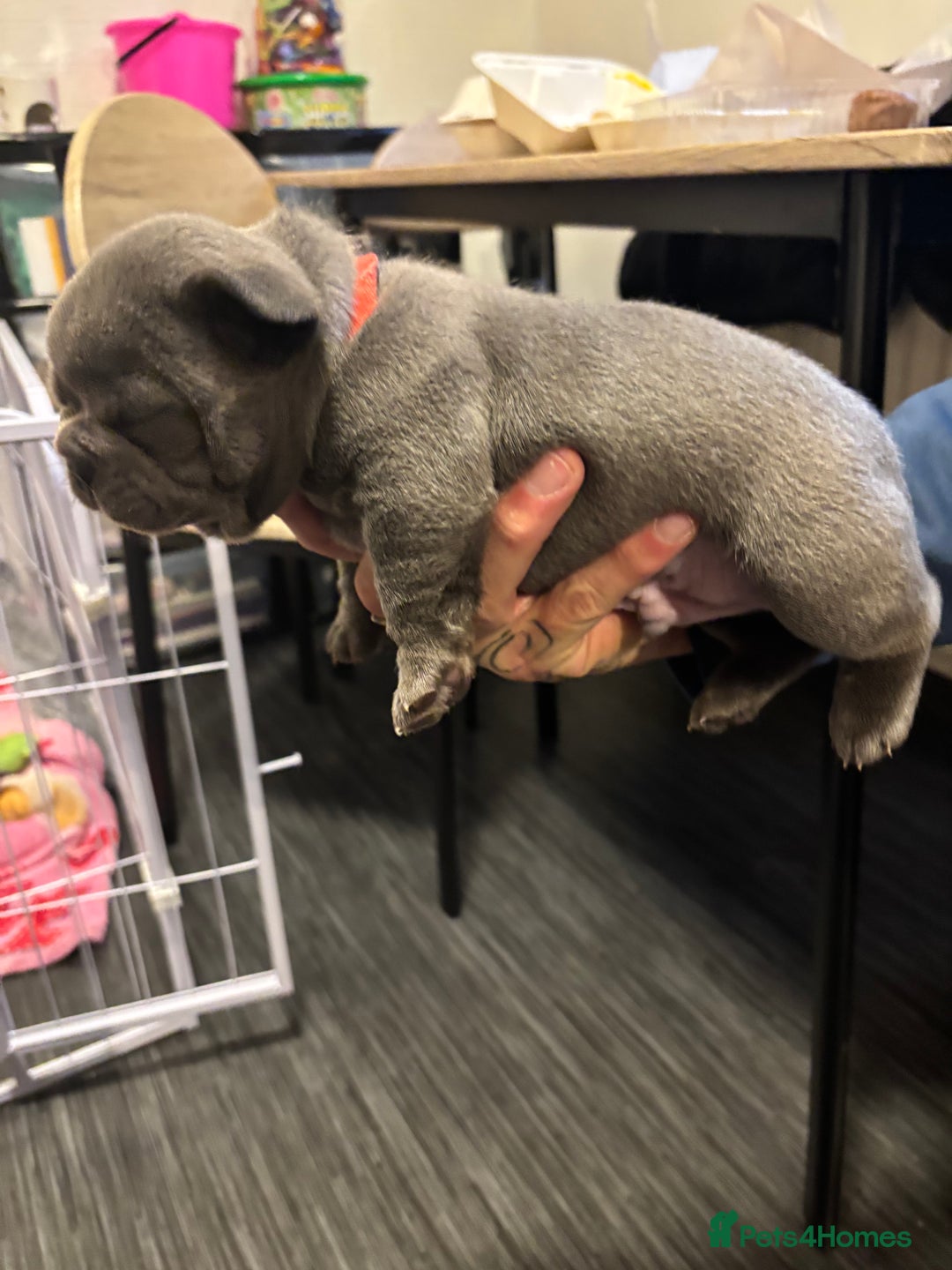 French Bulldog dogs for sale: Male French bulldog puppies  - Advert 9