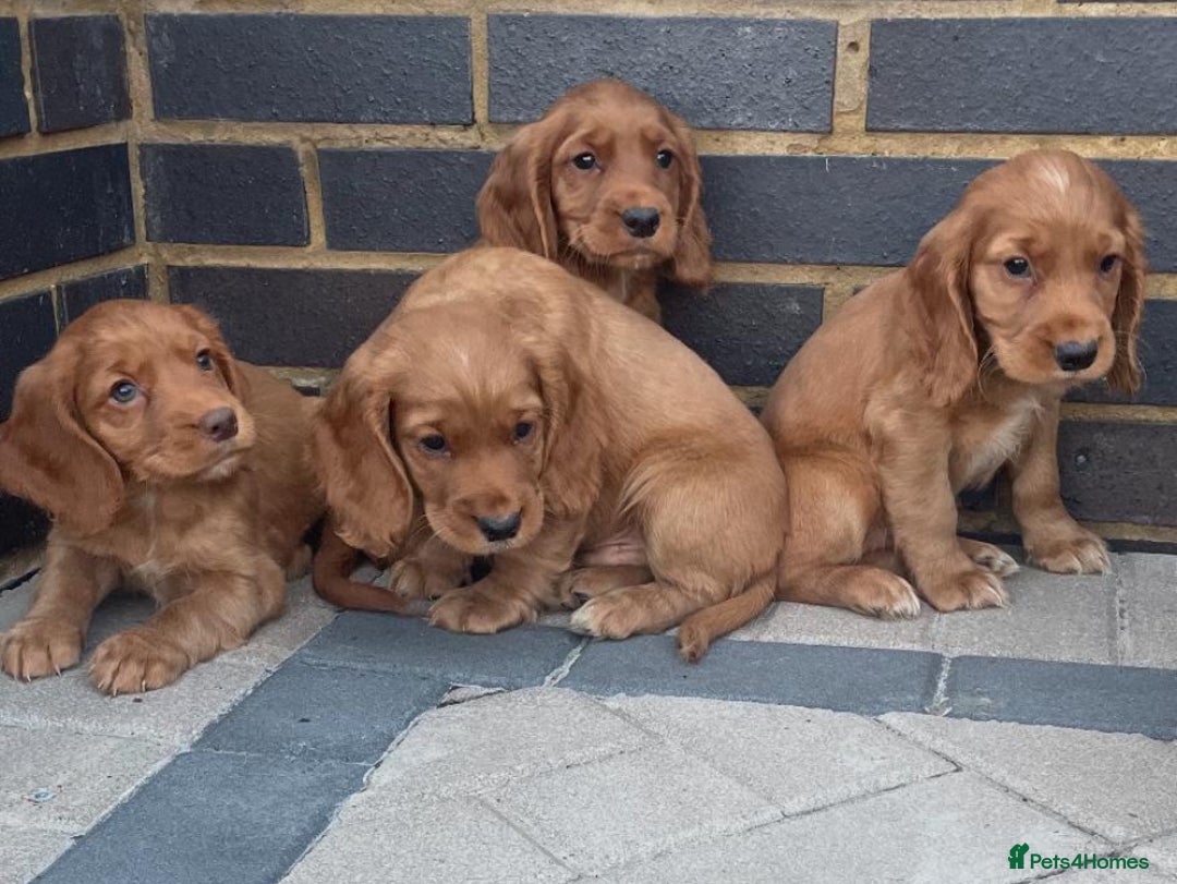 Cocker Spaniel dogs for sale: Gorgeous red cocker spaniels puppies  - Image 3