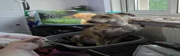 Mixed Breed dogs for sale: Greyhound/lurcher mixed with saluki  in Wakefield - Advert 4