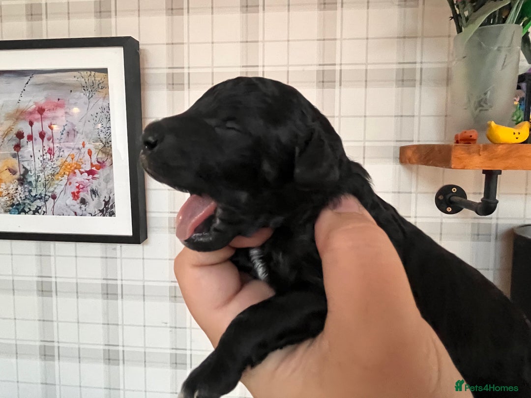 Australian Labradoodle dogs for sale: Home raised, DNA tested, Australian Labradoodles - Image 23