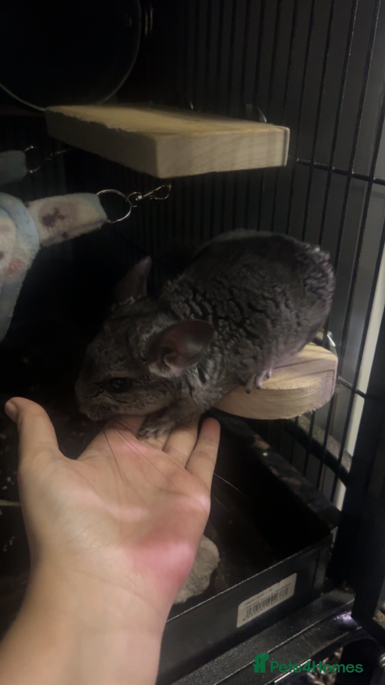 Chinchilla rodents Baby male chinchilla - Advert 10