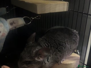 Chinchilla rodents Baby male chinchilla - Advert 3