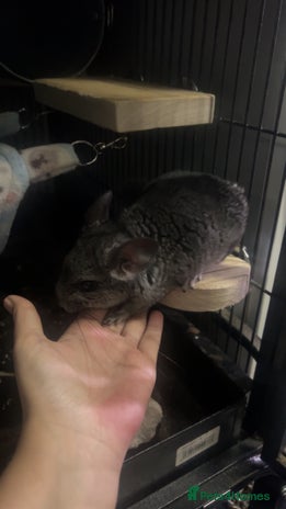 Chinchilla rodents Baby male chinchilla - Advert 6