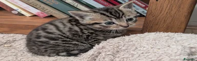 Tabby Girl Narrow Stripes