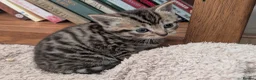 Mixed Breed cats for sale: Beautiful Kittens Ready for their new homes  - Advert 3