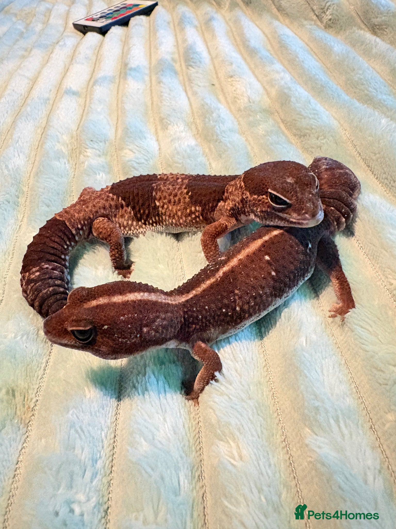 Gecko reptiles Two African fat tail gecko with set up  - Advert 1