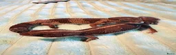 Gecko reptiles for sale: Two African fat tail gecko with set up  in Birmingham - Advert 1