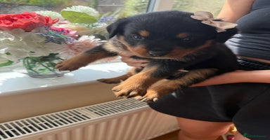 Rottweiler dogs - Advert 8