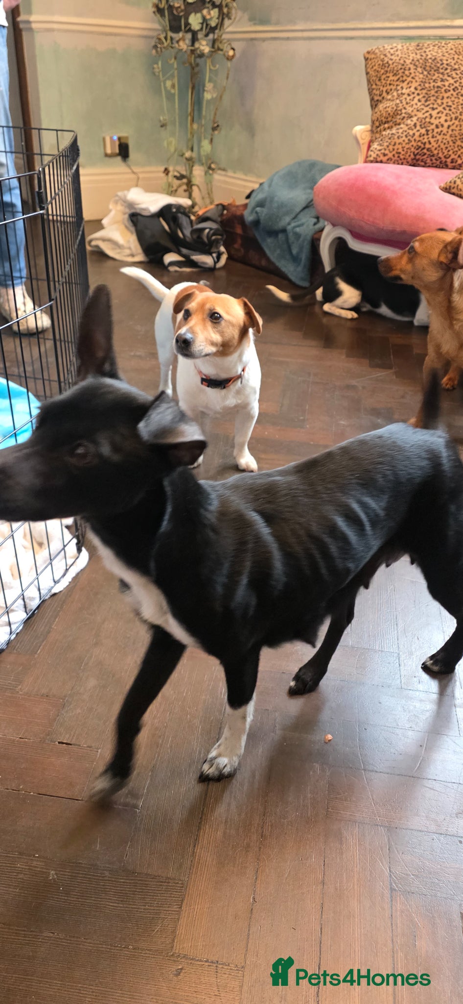 Jack Russell dogs Jack Russell Terrier Puppies – 4 Girls & 2 Boys - Advert 1