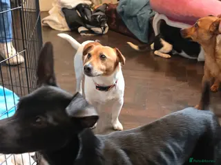 Jack Russell dogs Jack Russell Terrier Puppies – 4 Girls & 2 Boys - Advert 1