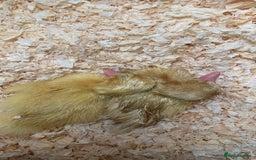 Canaries birds for sale: Pekin ducklings  - Image 10