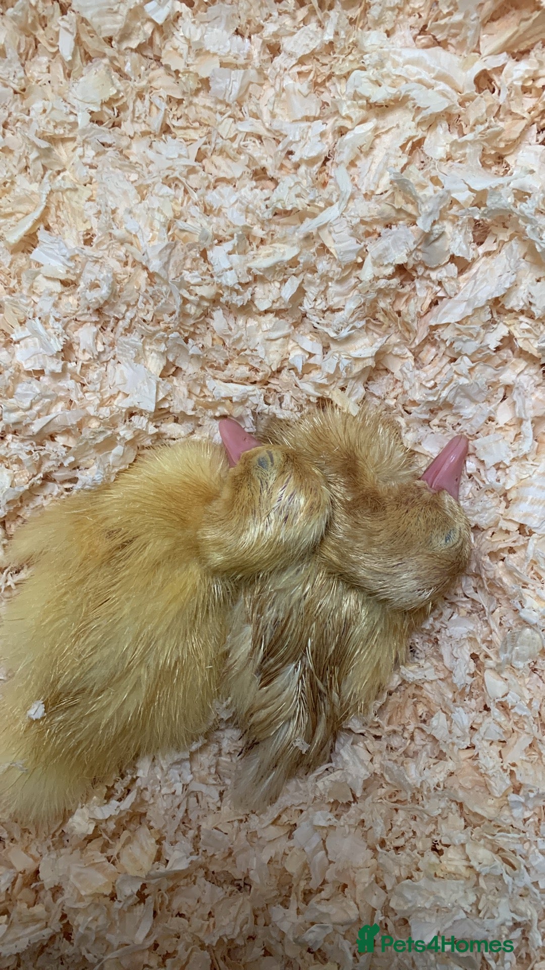 Canaries birds for sale: Pekin ducklings  - Image 10