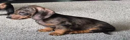 Dachshund dogs for sale: KC Wirehaired standard Dachshund puppies - Advert 14