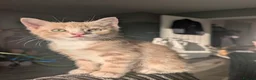 Domestic Shorthair cats for sale: 8 week old kittens - Advert 4