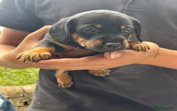 Mixed Breed dogs for sale: Jack Russell x Dachshund - Image 12