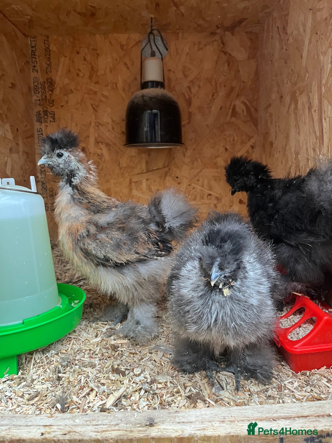 Mixed Breed poultry for sale: Indian runner ducklings and Silkies  - Advert 16