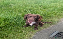 Cocker Spaniel dogs for sale: KC Registered Cocker Spaniel  - Image 2