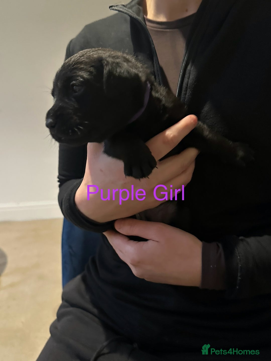 Labrador Retriever dogs for sale: Beautiful Labrador puppies - Advert 3