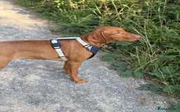 Hungarian Vizsla dogs for sale: Beautiful Hungarian Vizsla Bitch Puppy - Image 4