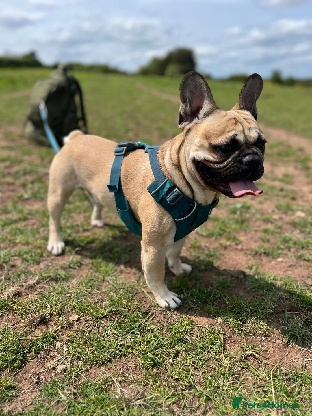 French Bulldog dogs for sale: Beautiful French bulldog  - Advert 5