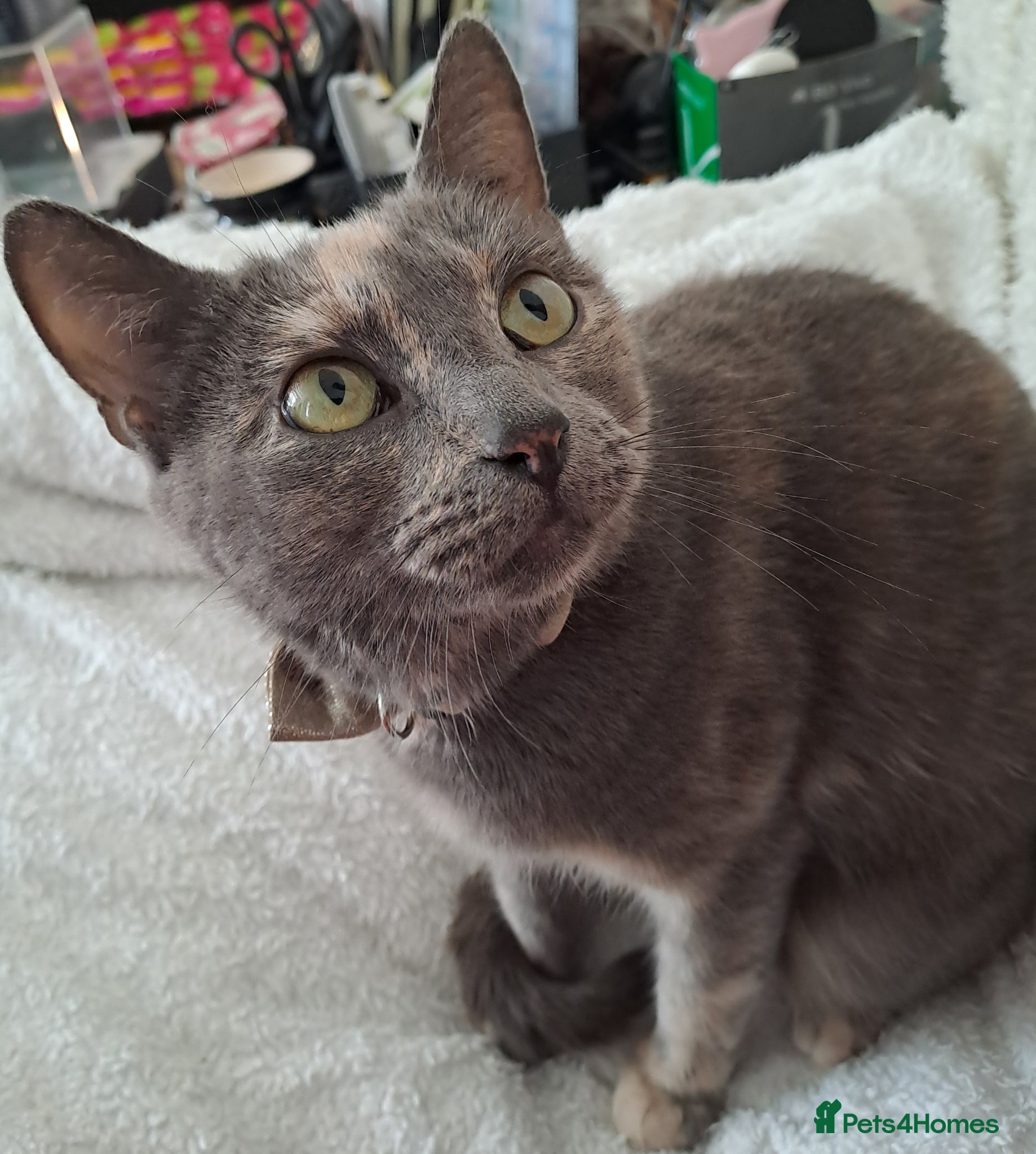 Mixed Breed cats Pretty Bella tortie BSH looking for a home =] - Advert 1