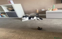 British Longhair cats for sale: Meet Tinca - Image 12