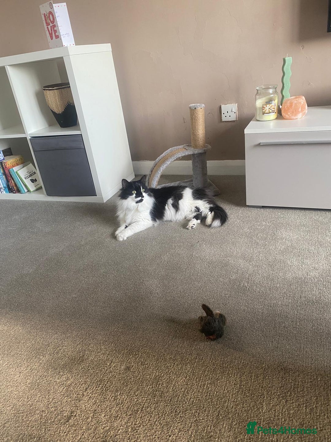 British Longhair cats for sale: Meet Tinca - Image 12