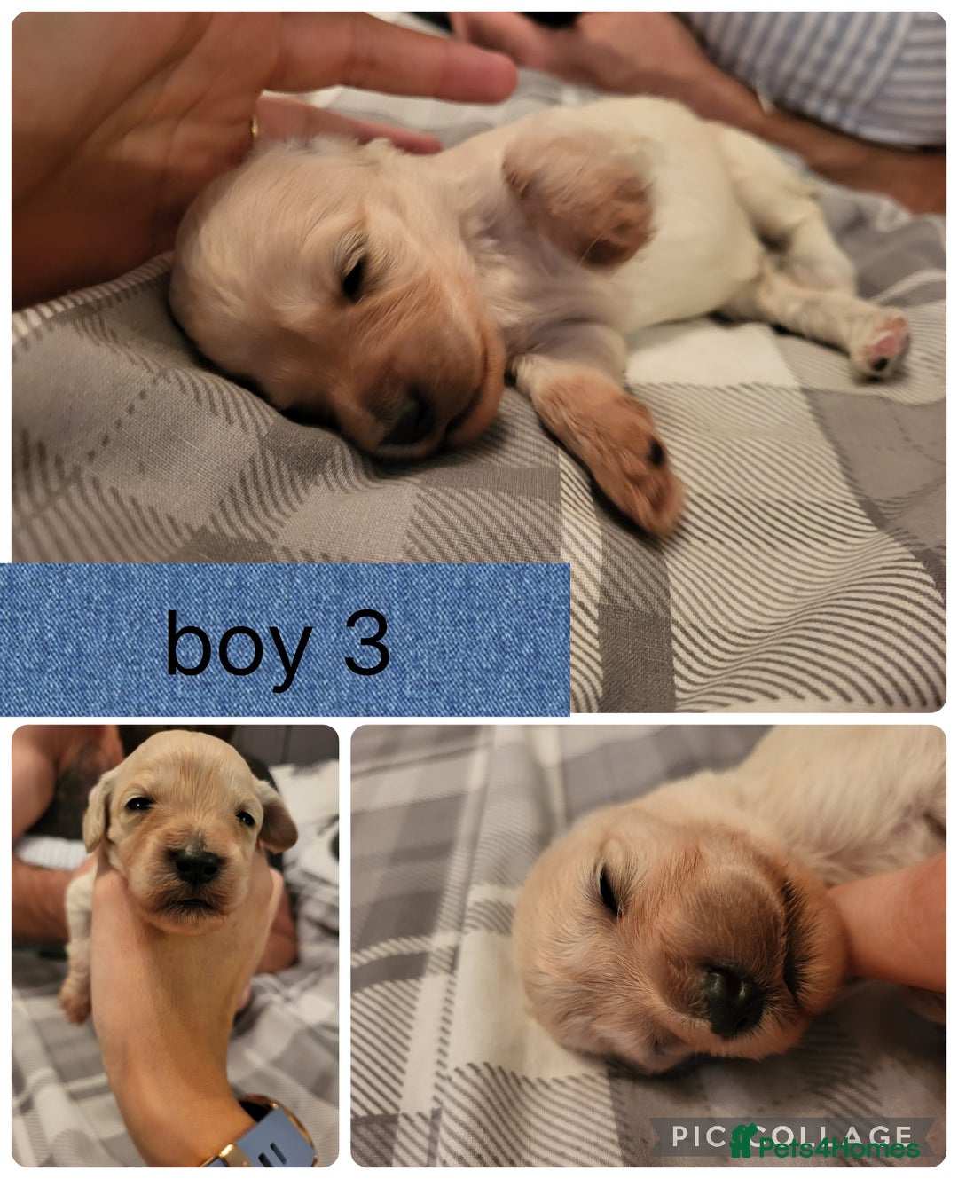 Mixed Breed dogs for sale: Rare silky cocker puppies  - Image 10