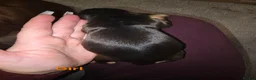 Cocker Spaniel dogs for sale: Beautiful cocker puppies - Advert 7