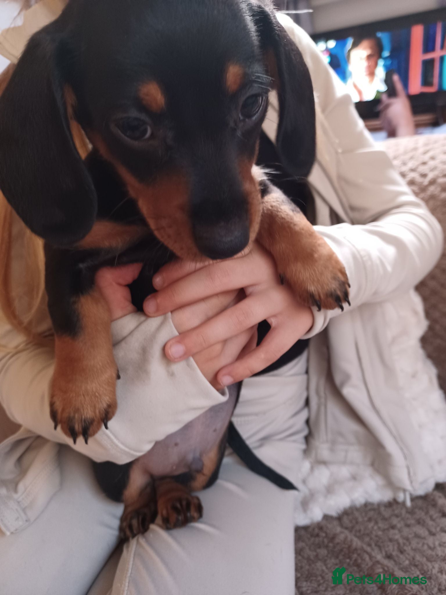 Dachshund dogs Available now 1 back & tan boy  - Advert 2