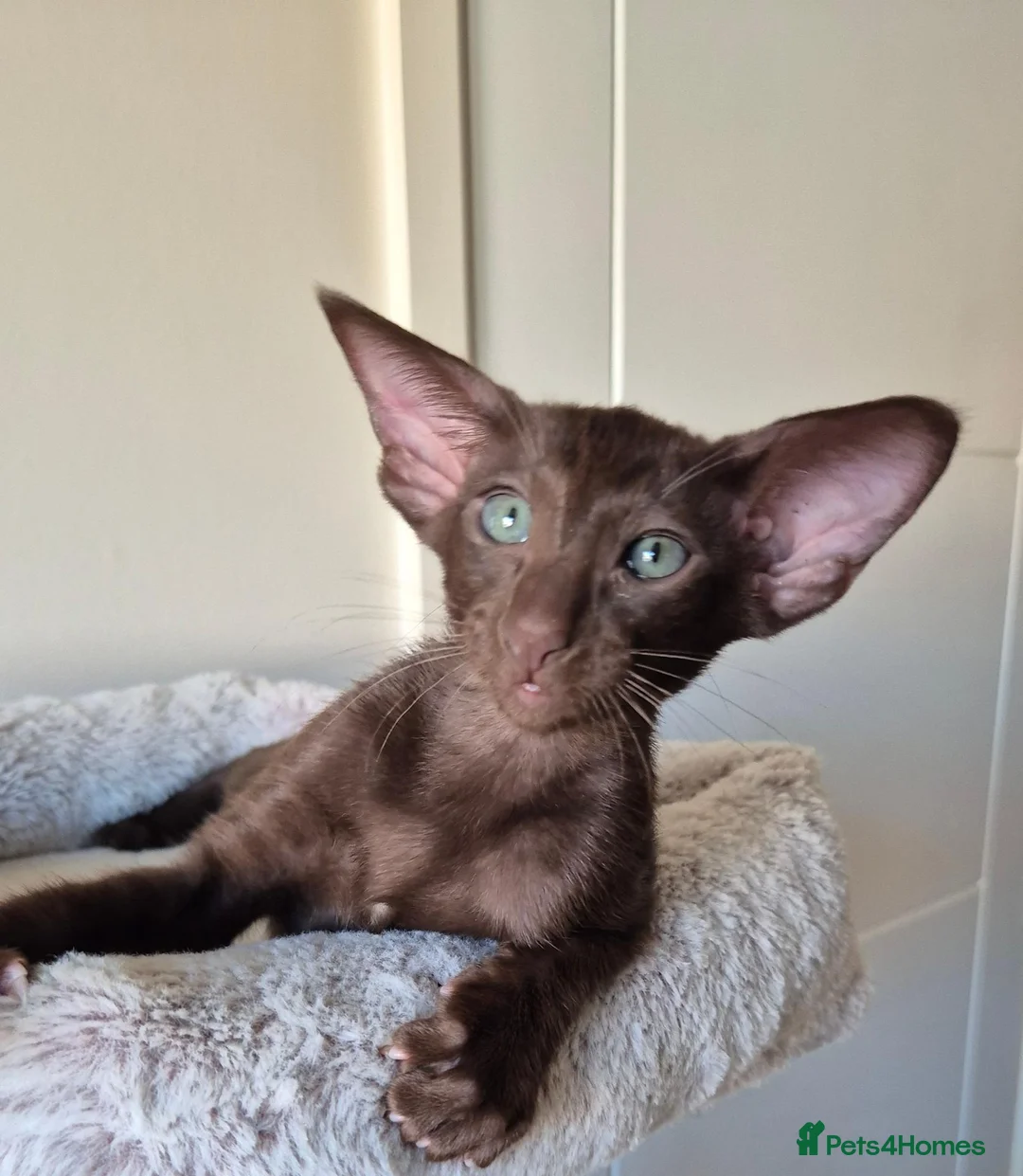 Oriental cats for sale: GCCF Registered Oriental and Siamese Kittens - Advert 1