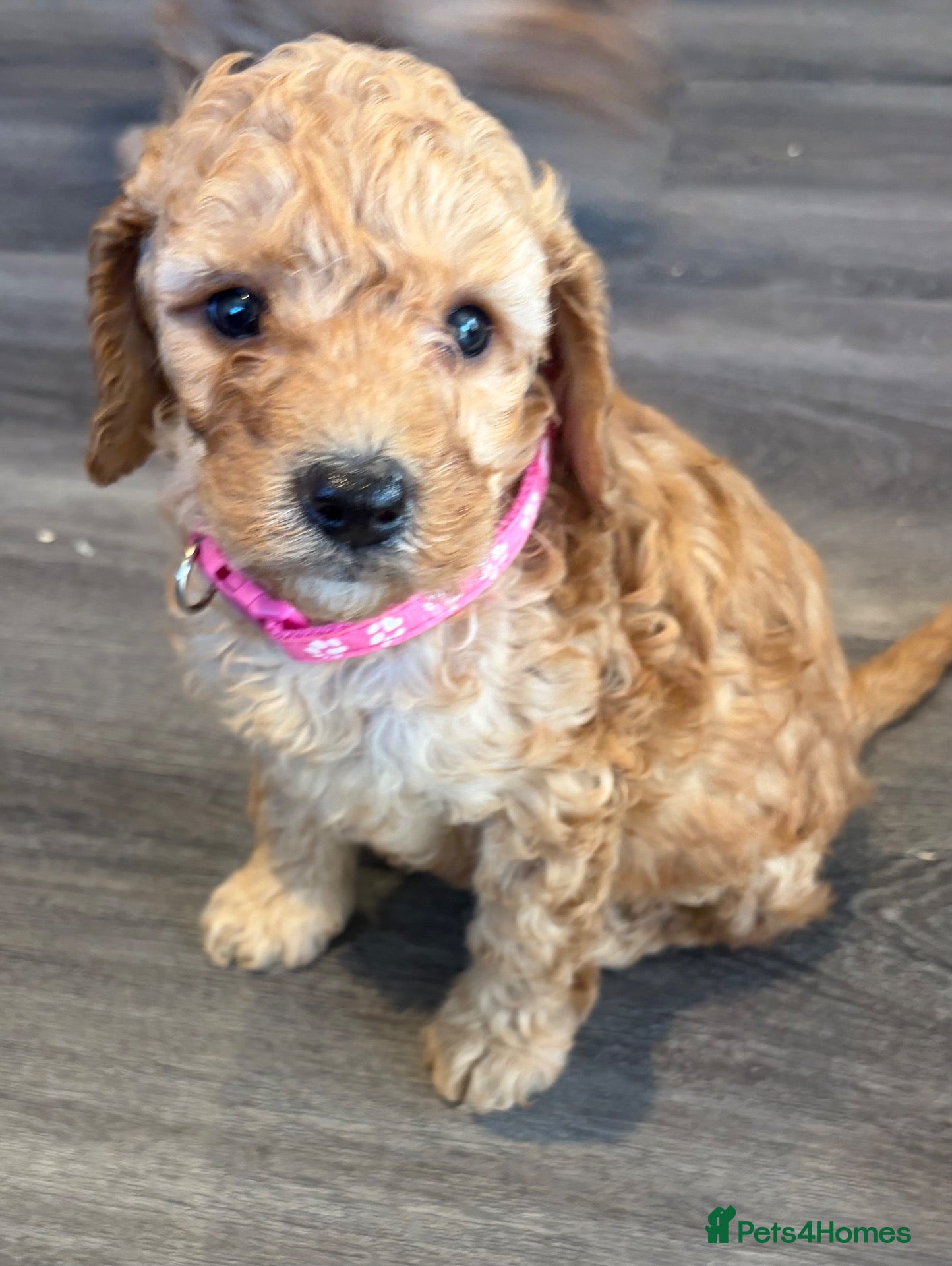 Cockapoo dogs girl very curly F1b  cockapoo fully health tested  - Advert 12