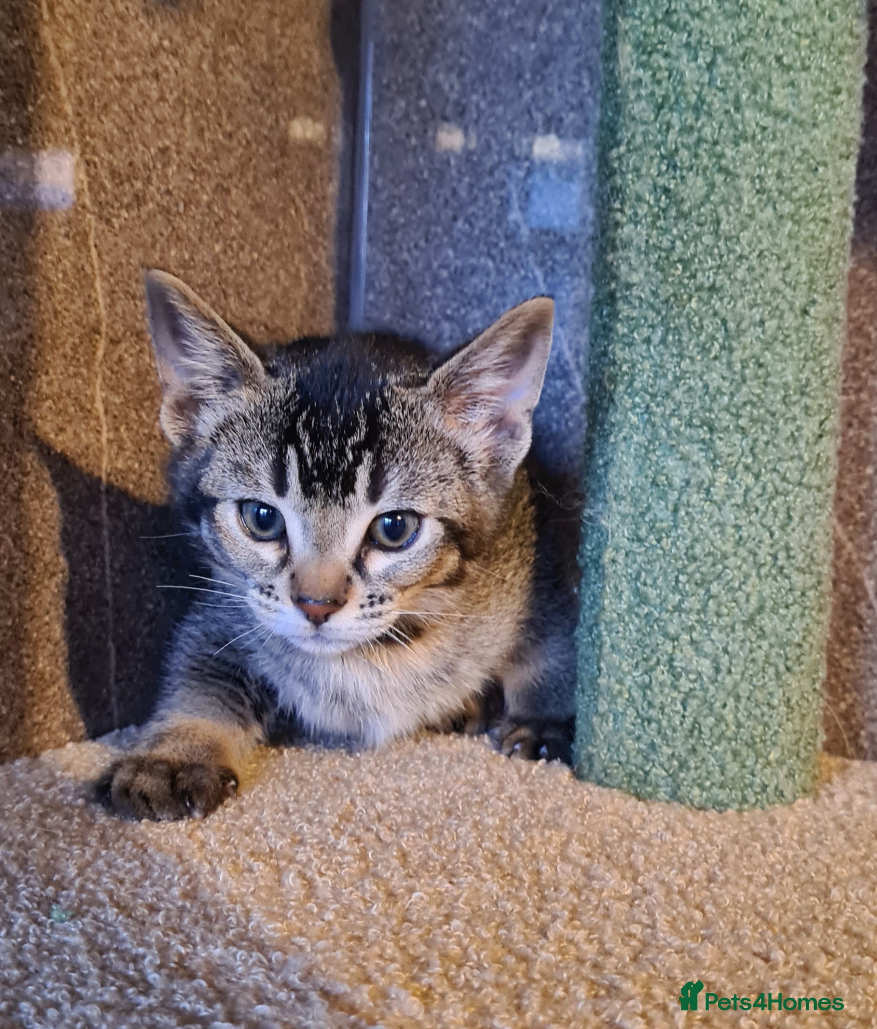 Bengal cats Unique bengal/abysinnian kittens - Advert 3