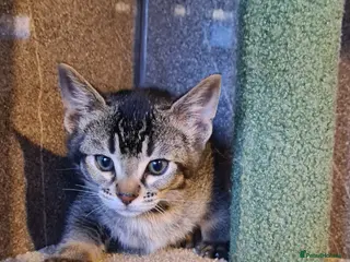 Bengal cats Unique bengal/abysinnian kittens - Advert 8