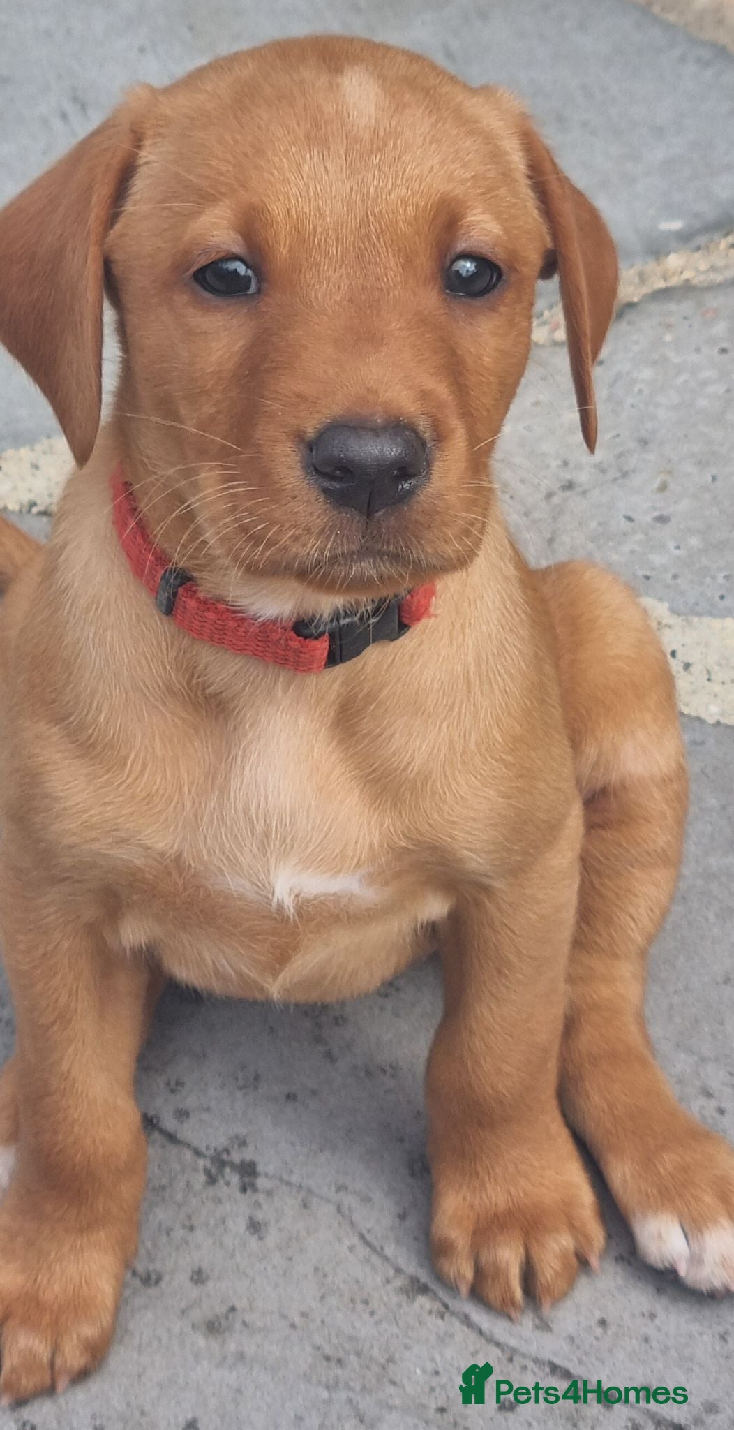 Labrador Retriever dogs Fox Red puppies kc reg working parents - Advert 2