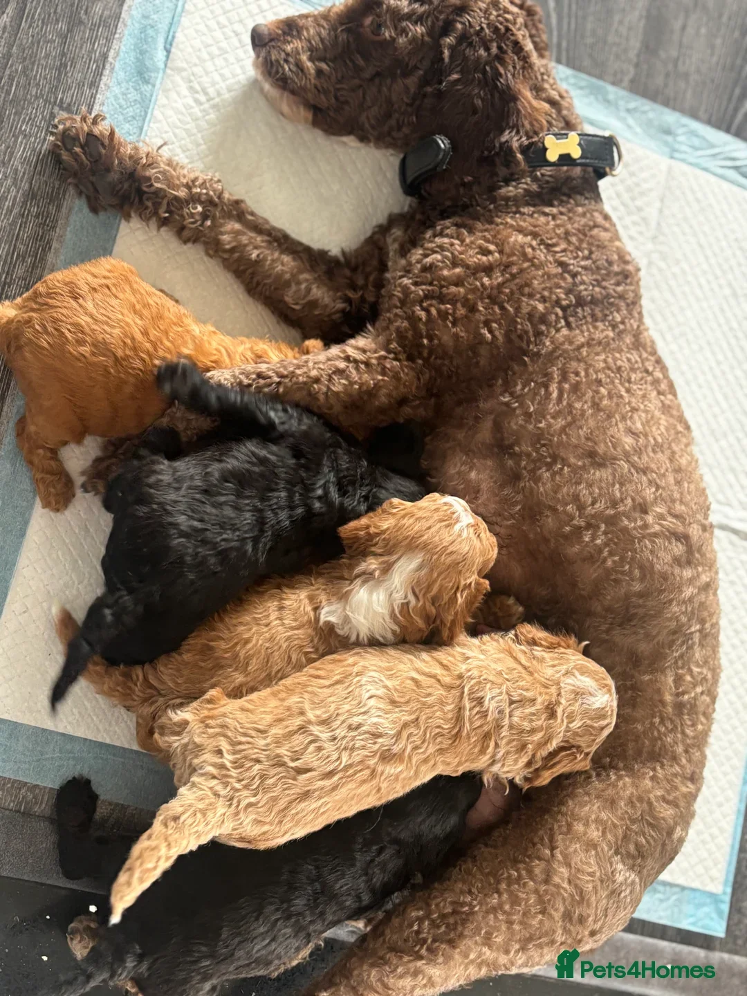 Cockapoo dogs for sale: Stunning cockapoodles  - Image 5